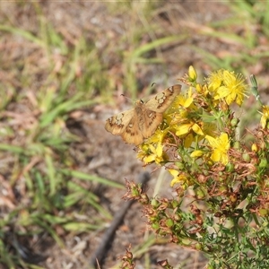 Netrocoryne repanda at Fadden, ACT - 5 Jan 2025 08:14 AM