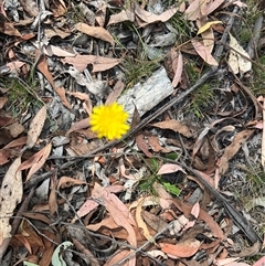 Podolepis sp. at Wee Jasper, NSW - 4 Jan 2025 by courtneyb