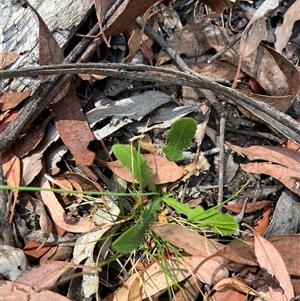 Hypochaeris radicata at Wee Jasper, NSW - 5 Jan 2025 09:32 AM