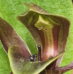 Chiloglottis valida (Large Bird Orchid) at Cotter River, ACT - 5 Jan 2025 by Bubbles