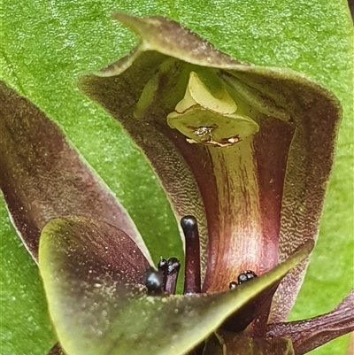 Chiloglottis valida (Large Bird Orchid) at Cotter River, ACT - 5 Jan 2025 by Bubbles