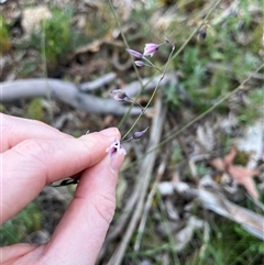 Arthropodium milleflorum (Vanilla Lily) at Goobarragandra, NSW - 4 Jan 2025 by courtneyb