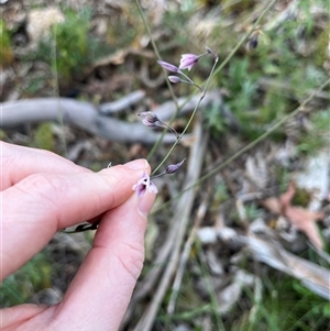 Arthropodium milleflorum at Goobarragandra, NSW - 4 Jan 2025 07:30 PM