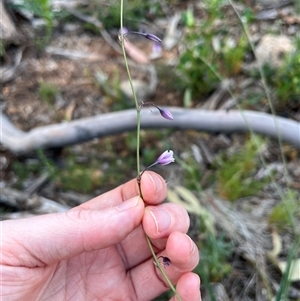 Arthropodium milleflorum at Goobarragandra, NSW - 4 Jan 2025 07:30 PM