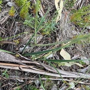 Arthropodium milleflorum at Goobarragandra, NSW - 4 Jan 2025 07:30 PM