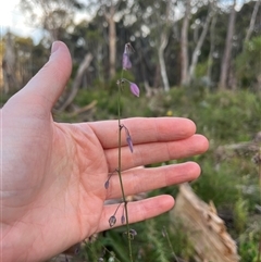 Arthropodium milleflorum at Goobarragandra, NSW - 4 Jan 2025 07:30 PM