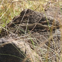 Ctenotus robustus (Robust Striped-skink) at Fadden, ACT - 5 Jan 2025 by DavidDedenczuk