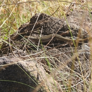 Ctenotus robustus (Robust Striped-skink) at Fadden, ACT by DavidDedenczuk