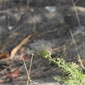 Erina hyacinthina (Varied Dusky-blue) at Fadden, ACT by DavidDedenczuk