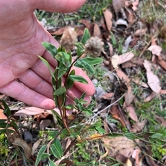 Polygonum sp. at Wee Jasper, NSW - 4 Jan 2025 by courtneyb