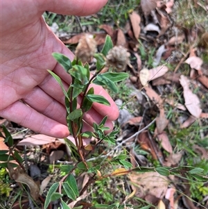 Pimelea treyvaudii at Wee Jasper, NSW - 5 Jan 2025 09:31 AM