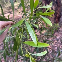 Acacia doratoxylon at Wee Jasper, NSW - 4 Jan 2025 by courtneyb