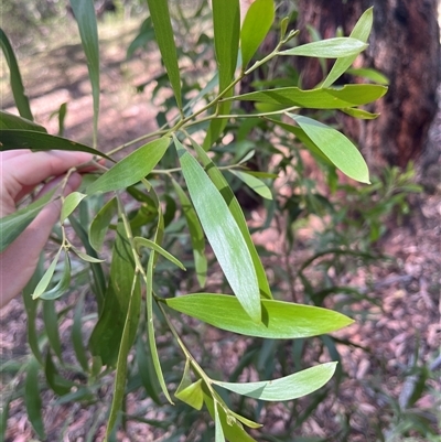 Acacia doratoxylon at Wee Jasper, NSW - 4 Jan 2025 by courtneyb