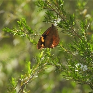 Heteronympha merope at Isaacs, ACT - 5 Jan 2025