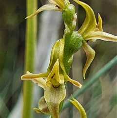 Paraprasophyllum sphacelatum (Large Alpine Leek-orchid) at Cotter River, ACT - 5 Jan 2025 by Bubbles