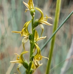 Paraprasophyllum sphacelatum at Cotter River, ACT - suppressed