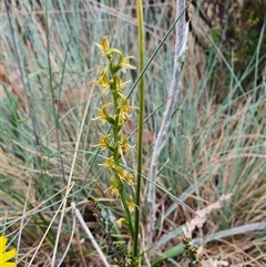 Paraprasophyllum sphacelatum at Cotter River, ACT - suppressed