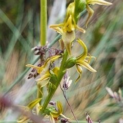 Paraprasophyllum sphacelatum at Cotter River, ACT - suppressed