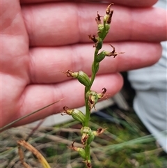 Paraprasophyllum sphacelatum at Cotter River, ACT - suppressed