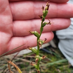 Paraprasophyllum sphacelatum at Cotter River, ACT - suppressed