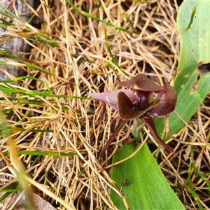 Chiloglottis valida at Bimberi, NSW - suppressed