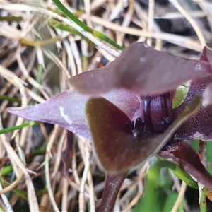 Chiloglottis valida at Bimberi, NSW - suppressed