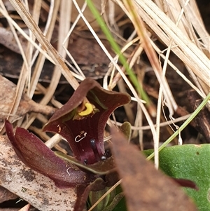 Chiloglottis valida at Bimberi, NSW - suppressed