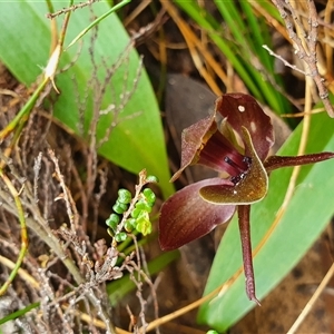 Chiloglottis valida at Bimberi, NSW - suppressed