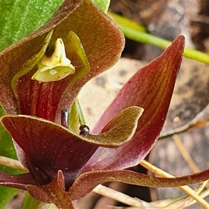 Chiloglottis valida at Bimberi, NSW - suppressed