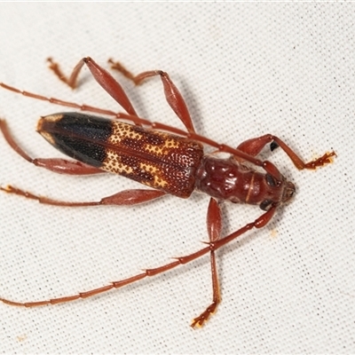 Coptocercus aberrans (Aberrans longhorn beetle) at Higgins, ACT - 31 Dec 2024 by AlisonMilton