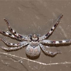 Isopedella pessleri (A huntsman spider) at Hawker, ACT - 4 Jan 2025 by AlisonMilton