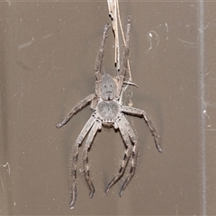 Isopedella pessleri (A huntsman spider) at Hawker, ACT - 4 Jan 2025 by AlisonMilton