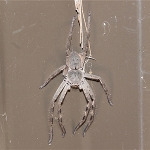 Isopedella pessleri (A huntsman spider) at Hawker, ACT by AlisonMilton