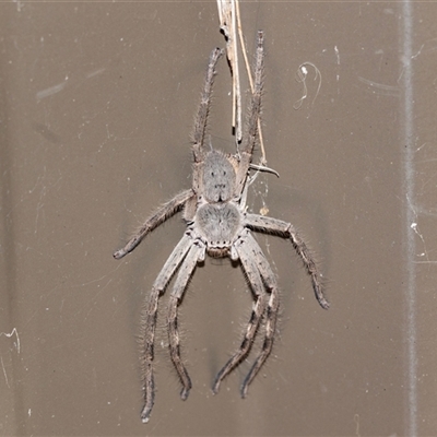 Isopedella pessleri (A huntsman spider) at Hawker, ACT - 4 Jan 2025 by AlisonMilton