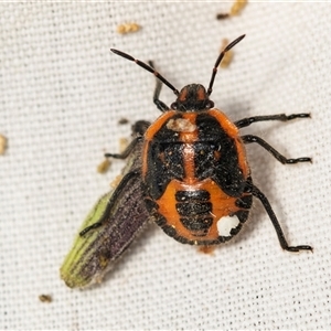 Agonoscelis rutila at Higgins, ACT - 31 Dec 2024 01:20 PM