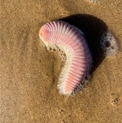 Unidentified Marine Invertebrate at Torquay, QLD - 7 Sep 2024 by GG