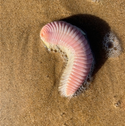 Unverified Marine Invertebrate at Torquay, QLD - 8 Sep 2024 by GG