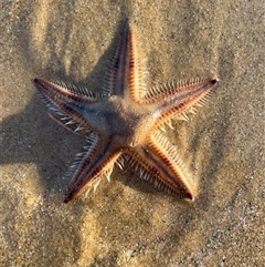 Unidentified Sea Star, Sea Urchin or Ally (Echinodermata) at Torquay, QLD - 8 Sep 2024 by GG