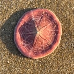 Unidentified Sea Star, Sea Urchin or Ally (Echinodermata) at Torquay, QLD - 7 Sep 2024 by GG