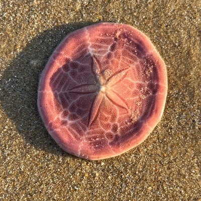 Unidentified Sea Star, Sea Urchin or Ally (Echinodermata) at Torquay, QLD - 8 Sep 2024 by GG