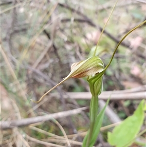 Diplodium decurvum at Cotter River, ACT - suppressed