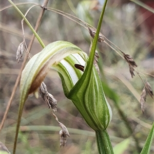 Diplodium decurvum at Cotter River, ACT - suppressed