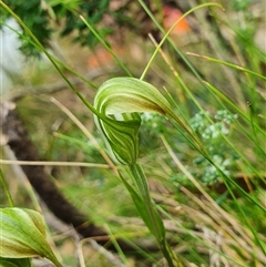 Diplodium decurvum at Cotter River, ACT - suppressed