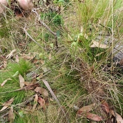 Diplodium decurvum at Cotter River, ACT - suppressed