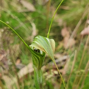 Diplodium decurvum at Cotter River, ACT - suppressed