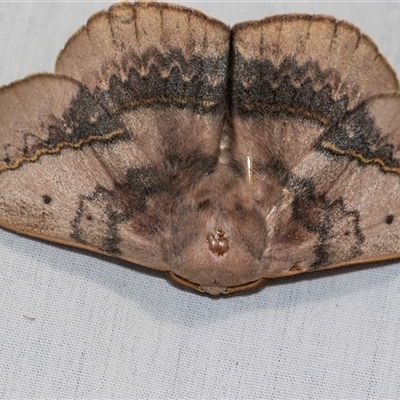 Anthela varia (Hairy Mary) at Higgins, ACT - 30 Dec 2024 by AlisonMilton