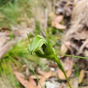 Pterostylis monticola at Cotter River, ACT - suppressed