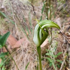 Pterostylis monticola at Cotter River, ACT - suppressed