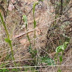 Pterostylis monticola at Cotter River, ACT - suppressed