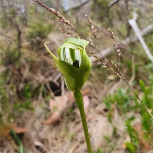 Pterostylis monticola at Cotter River, ACT - suppressed